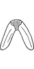Connective on Arboridia (Arboridia) remmi (Vilbaste, 1968): Connective. (Observation).
