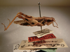 CollectionObject 2072514; 90ef0cd2-b227-4a8c-b805-ad375a743d09: lateral view, male (paratype). (CollectionObject).