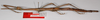 CollectionObject 1562924; 61ae6882-2d16-44f8-beca-123a075aa57e: copyright F. Hennemann. female (paratype). (CollectionObject).;CollectionObject 1562925; 7868b444-db8f-4ed9-82fe-14e5232c1e12: copyright F. Hennemann. female (paratype). (CollectionObject).