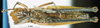 CollectionObject 1537532; 446c1b83-ec13-4618-93f6-fff65c3a0569: female, ventral view (holotype of M. virescens). (CollectionObject).