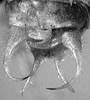 Daedalellus waehnerorum (Günther, 1940): male cercus (Peru, Loreto) (not a type). (Otu).