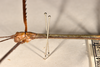 CollectionObject 1561203; 7cca35c6-6cb3-4dbb-8ae0-057bcbb32f0c: copyright OUMNH. male head, lateral view of Bacteria virgea (holotype). (CollectionObject).