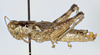 CollectionObject 1527173; 60d80645-3553-407d-8159-8ce55611d541: male, lateral view (holotype). (CollectionObject).