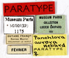 CollectionObject 1587263; MNHN(SF IMPORT DUPLICATE) MNHN-EP-EP1175, b11befce-ab0b-44a4-96b5-82ad7f673f7b: CC BY-NC-ND 4.0/MNHN - Depraetere Marion - 2014. Paratype, female, of aurora Hebard, 1926. Specimen number: MNHN-EP-EP1175. http://coldb.mnhn.fr/catalognumber/mnhn/ep/ep1175. (CollectionObject).