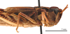 CollectionObject 1578313; d53adf59-3754-4d89-bc07-9aa58daf28ca: female, lateral view (holotype of Omocestus hingstoni mongolicus Steinmann, 1967). (CollectionObject).