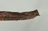 CollectionObject 1561270; USNM(SF IMPORT DUPLICATE) 7350, 80ce10ec-7dc9-4d1b-a654-36c3a552b2ad: copyright USNM, Washington. (CollectionObject).