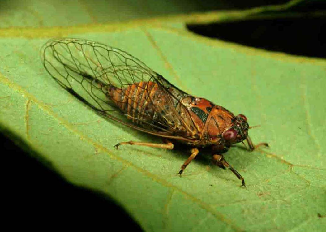 TaxonPages World Auchenorrhyncha Database Cicadettana calliope