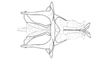 Dichroplus intermedius Ronderos, 1976: Fig. 10. cingulum and endophallus, dorsal view. (Otu).