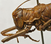 CollectionObject 1535985; 9266c33b-ea75-44e0-94fe-4b7d4f502b57: female pronotum, lateral view (paralectotype). (CollectionObject).