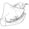 Pygofer, lateral view on Shamala (Mahmoba) prospecta Dworakowska, 1982: Genital capsule. (Observation).