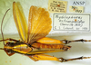 CollectionObject 1498828; 1783afad-7590-4bb1-b9be-3e5e70c2c749: 2012. female, dorsal view. (CollectionObject).
