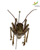 CollectionObject 1849329; e354ba48-ba5e-4b24-a07f-eeff7b7f4c3b, Unioeste Cascavel K-0429: Male. Frontal view. (CollectionObject).