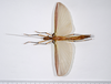 CollectionObject 1590066; 5ec2418e-ebf8-405e-a39f-7e0f95fe1356: copyright MNHN, Paris. female, dorsal view (holotype). (CollectionObject).