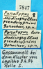 Modicogryllus (Modicogryllus) pseudocyprius Gorochov, 1996: labels (paratype). (Otu).
