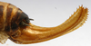 CollectionObject 1520630; e22a8af9-6900-49fa-8560-bbad54c6dc9e: female ovipositor (paratype of Poecilimon caspicus). (CollectionObject).