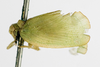 Habitus, lateral view on Anormenis pyralina (Germar, 1821): (Observation).