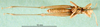 CollectionObject 1576975; 135e49be-3230-4bd4-b10a-9716b71de9c0: male, ventral view (paralectotype). (CollectionObject).
