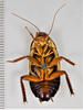 CollectionObject 1863286; ac314fae-736f-4a89-88db-a7cbd1bb38d0: (CollectionObject).