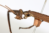 CollectionObject 1561879; 05e770bd-4413-43be-a4bf-4e5a48ea5640: copyright MHNG Geneva. female: head & thorax, lateral view (holotype). (CollectionObject).