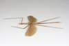 CollectionObject 1584035; 3db17dc4-f512-45e5-b382-28d1df4b301e: Copyright O. Conle Coll. male, lateral view (paratype). (CollectionObject).;CollectionObject 1584036; 8fbabe4f-898d-4026-b008-2c50f2a71c38: Copyright O. Conle Coll. male, lateral view (paratype). (CollectionObject).;CollectionObject 1584037; 00c53815-64f7-46f6-ba44-de18474c7d55: Copyright O. Conle Coll. male, lateral view (paratype). (CollectionObject).