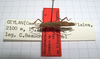 CollectionObject 1559863; e221d4c9-2476-4a83-a6bd-b3a8084a02bb: copyright MNHG, Geneva. female (holotype). (CollectionObject).