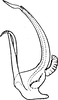 Aedeagus, lateral view on Borulla gracilis Dworakowska, Sohi & Viraktamath, 1980: Aedeagus, lateral view. (Observation).