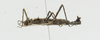 CollectionObject 1573606; 91436a8c-75a2-4e83-90ef-66985fa9cc08: Copyright © Instituto de Ciencias Naturales (ICN). male, lateral view (paratype). (CollectionObject).;CollectionObject 1573607; 02b3f433-2f6f-4430-9717-b0d699dab63a: Copyright © Instituto de Ciencias Naturales (ICN). male, lateral view (paratype). (CollectionObject).