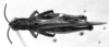CollectionObject 1543642; c04613a4-c449-4355-9b77-5aefc974c986: Image Carbonell, C.S. male, dorsal view (lectotype of Orphulella gracilis). (CollectionObject).