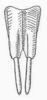 Leiobliastes laevis Beier, 1960: male subgenital plate (5.5 mm, styli 4 mm). (Otu).