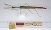 CollectionObject 1560619; b5e675b7-dd20-488b-8cd6-fb9217eaae48: copyright ZMUH, Hamburg. female, lateral view (holotype). (CollectionObject).;CollectionObject 1560619; b5e675b7-dd20-488b-8cd6-fb9217eaae48: copyright ZMUH, Hamburg. female, ventral view (holotype). (CollectionObject).