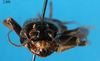 CollectionObject 1567478; 1affefd9-27b6-47a3-aa76-a7b6a1882551: female, frontal view (paratype). (CollectionObject).
