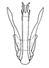 Aedeagus, posterior view on Arapona vallea DeLong, 1979: Male holotype [OSU]: aedeagus, posterior view. (Observation).