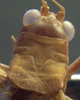 CollectionObject 1505839; 6cf4b486-104e-4900-8ce9-c47af0eed2dd: female head and pronotum, dorsal view (holotype). (CollectionObject).