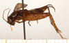 male, lateral view (holotype). Depicts CollectionObject 1544333; 08ccf74c-5140-4a55-b43d-d50bfe719f4d, a CollectionObject.