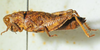 CollectionObject 1498698; e635f42f-e230-4b9e-b777-9f05fe07814c: female, lateral view. (CollectionObject).