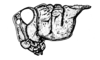 Aucacris eumera Hebard, 1929: Fig. 8. male, head and pronotum, lateral view. (Otu).