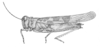 Conozoa texana Bruner, 1889: Fig. 11 (after type). habitus (Trimerotropis bilobata). (Otu).