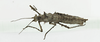 CollectionObject 1563904; cb9fc687-7ac0-47a6-b19f-49afeb5cdc67: Copyright Instituto de Ciencias Naturales (ICN). female, dorsal view (paratype). (CollectionObject).