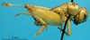CollectionObject 1530873; 8444d80e-05a4-456b-ab51-f5100258edac: female, lateral view (paralectotype). (CollectionObject).