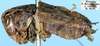 CollectionObject 1599194; 0f727159-4132-4a9c-a688-d2569c46d38c: male, lateral view (paralectotype). (CollectionObject).