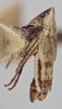 Habitus, lateral view on Athysanella (Acamella) tamara Wesley & Blocker, 1985: Lateral. (Observation).