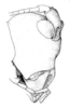 Pl. III, Fig. 14. male head, lateral view. Depicts Melanonotus powellorum Rentz, 1975, an Otu.