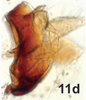 Anal tube processes on Bretega juxtaspiverpa Stiller, 2017: Anal tube process. (Observation).