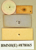 Epilampra sabulosa Walker, 1868: Holotype, unsexed, labels, reverse. BMNH(E)#878065. (Otu).