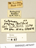 CollectionObject 1573085; 0113e7a0-f0ef-4be5-819a-c4e1ace5377f: Copyright Natural History Museum, London. Labels from non-type (adult male) in BM(NH). (CollectionObject).