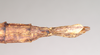 CollectionObject 1562008; 97692831-18a5-4ddc-b2db-6d36049eae30: copyright Natural History Museum, London. female: end of abdomen, ventral view of Necroscia erechtheus (syntype). (CollectionObject).;CollectionObject 1562009; 53412c23-1e79-4263-a0de-477be4c94e88: copyright Natural History Museum, London. female: end of abdomen, ventral view of Necroscia erechtheus (syntype). (CollectionObject).