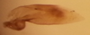 Subgenital plate, ventral view on Costanana dunda DeLong & Freytag, 1972: Male holotype [OSU]: subgenital plate, ventral view. (Observation).