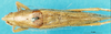 CollectionObject 1537642; c00536cf-ff25-4bca-bbe8-5488de7514ba: male, dorsal view. (CollectionObject).