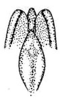 Eucocconotus annulatus Hebard, 1927: Pl. XXII, Fig. 7 (after type specimen). dorsal view of female fastigium. (Otu).