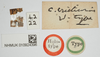 CollectionObject 1518003; 969a20d0-6a85-400f-8991-264c48885119, NHMUK10924396: labels (holotype). (CollectionObject).